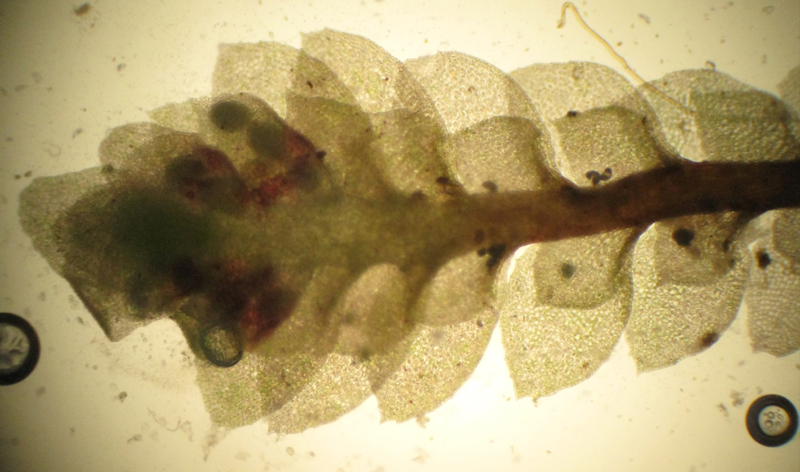 Scapania umbrosa